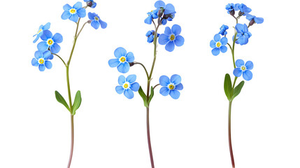 Wall Mural - Set of blue forget-me-not flowers isolated