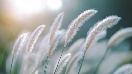 Poster - Macro view of summer grass swaying gently in the warm breeze during a late afternoon in a tranquil outdoor setting