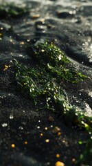 Poster - Close-up view of vibrant seaweed on a rocky beach highlighting textures and colors under sunlight