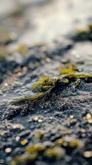 Poster - Close-up view of vibrant seaweed on a rocky beach with glistening sand at low tide during sunset