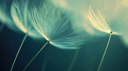 Aufkleber - Close-up view of delicate dandelion puff showcasing intricate textures and soft details in natural light