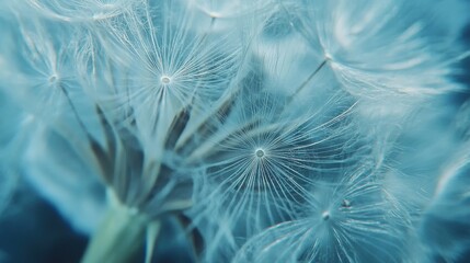 Poster - Close-up view of a delicate dandelion puff showcasing intricate details in nature at midday