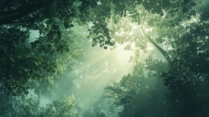 Poster - Sunlight streaming through lush tree canopies creates a serene atmosphere in the forest