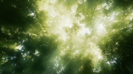 Aufkleber - View of vibrant tree canopies illuminated by soft sunlight in a serene forest setting