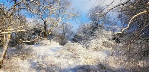 A quiet winter landscape with snow-covered trees under a clear blue sky.