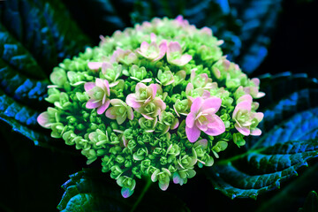 Wall Mural - Flower Series : Close up of Hydrangea flowers