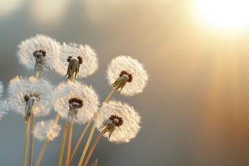 Wall Mural - Dandelion seeds illuminated by soft sunlight at dawn in a serene natural setting