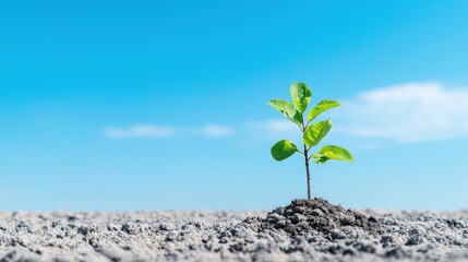 Canvas Print - Small green plant seedling growing in dry soil under a bright blue sky.