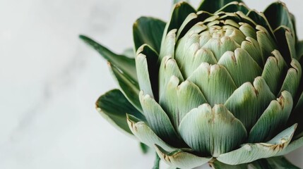 Poster - artichoke close-up on white background showcasing vibrant greens and intricate leaf patterns for culinary or health-related content
