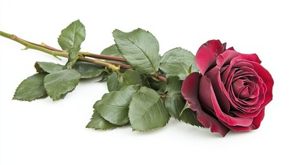 Poster - Elegant deep pink rose with lush green leaves elegantly displayed on a clean white background for floral arrangements and designs.