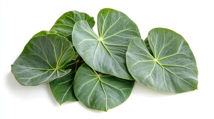 Aufkleber - Vibrant asiatic leaves displaying intricate veins against a clean white background ideal for floral or natural design themes