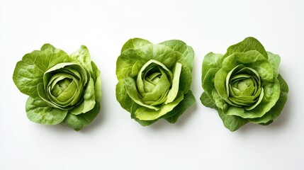 Poster - Fresh organic baby cos lettuce heads arranged on a white background showcasing vibrant green colors and natural texture for culinary use.
