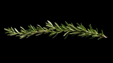 Aufkleber - Green rosemary herb branch isolated on a black background showcasing its vibrant foliage and organic textures for culinary or design use.