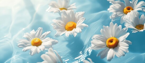 Poster - Daisy flowers floating on water surface with soft sunlight reflections on pastel blue background ideal for spring or summer floral decor