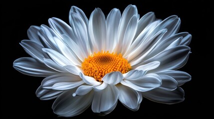 Poster - Stunning close-up of a blooming daisy flower with delicate petals and vibrant yellow center on a dark background, perfect for floral themes.