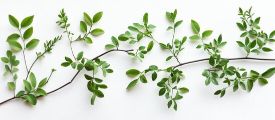 Poster - Green branches and leaves arranged on a white backdrop in a flat lay top view showcasing natural beauty and organic design elements