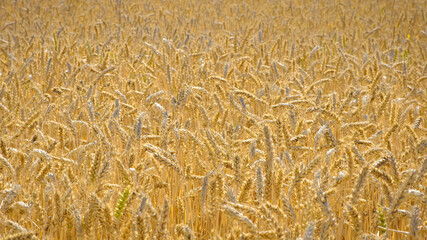 Wall Mural - The concept of a rich harvest. Wheat field with ears of golden wheat. Beautiful agricultural fields sunset landscape. Ripe ears rural nature scenery background. close-up, selective focus