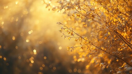 Poster - Golden sunlight filtering through autumn leaves creating a warm and dreamy nature background with bokeh effects.