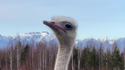 Wall Mural - majestic ostrich in a natural habitat with mountains in the background