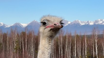 Wall Mural - majestic ostrich in a natural habitat with mountains in the background