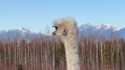 Wall Mural - a curious ostrich in a natural setting during daylight hours. close-up view
