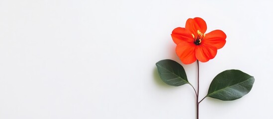 Aufkleber - Birthday greeting card design featuring a vibrant orange flower and green leaves on a clean white background for a joyful celebration.