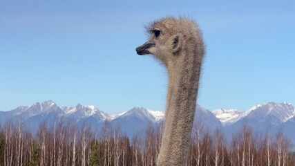 Wall Mural - majestic ostrich in a natural habitat with mountains in the background