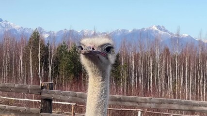 Wall Mural - a curious ostrich stands tall in a serene landscape, showcasing its unique features and vibrant surr