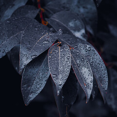 raindrops on the blue plant leaves in rainy days. wintertime. blue background