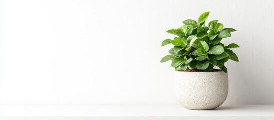 Aufkleber - Home plant in modern ceramic pot on minimalistic white background perfect for interior design and decoration ideas