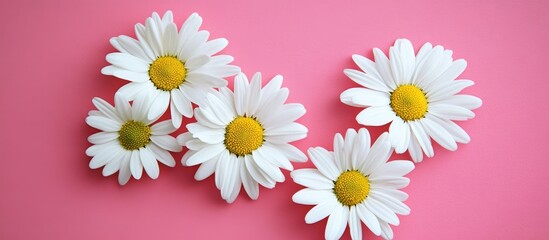 Leinwandbilder - Vibrant pastel pink background with white daisy flowers arranged in a heart shape creating a cheerful space for custom text or messages