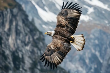 Aufkleber - Bald eagle soaring with mountains background.