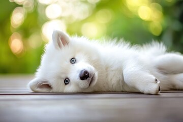 Poster - White husky puppy rests on wood floor, bokeh background.
