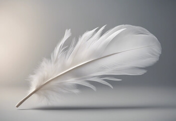 Fototapete - White feather