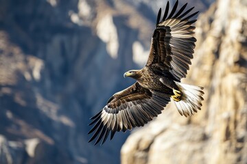 Aufkleber - Golden eagle soaring with rock cliff background.