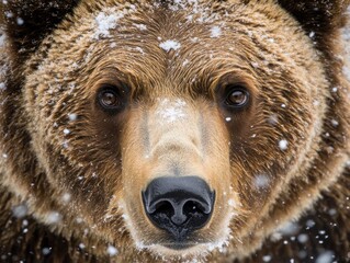 Aufkleber - Close-up of brown bear face in snow.