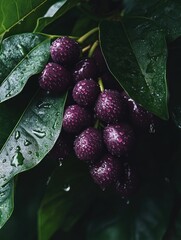 Aufkleber - Wet purple berries cluster among dark leaves, water droplets visible.