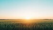 © good everyday - Sunset over a vast golden wheat field.