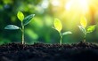 © ardanz - Three young green plants growing in rich soil at sunrise.
