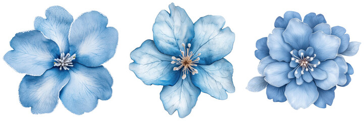 Wall Mural - Three delicate blue flowers with soft petals and intricate details, showcasing varying shapes and sizes.