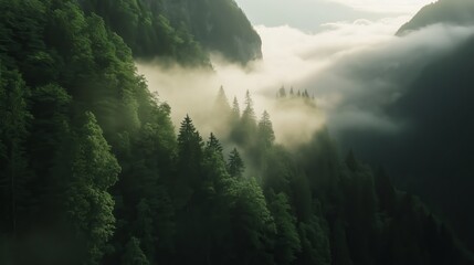 Poster - Fog envelops a dense forest valley in the early morning light, creating a tranquil natural landscape