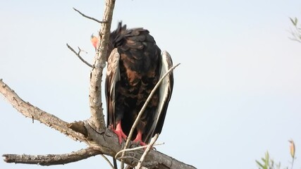 Wall Mural - Majestic bateleur eagle perched on a branch, showcasing its distinctive red beak and facial markings, capturing the essence of african wildlife, static shot at Kruger National Park, South Africa