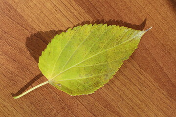 close up of mulbery leaf on brown table