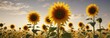 © Prapasarabhron - Towering sunflowers in boundless golden fields , sunflower field, bright yellow flowers, warm sunshine