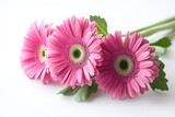three pink gerbera daisies
