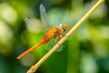 Wall Mural - A dragonfly is a flying insect belonging to the infraorder Anisoptera below the order Odonata