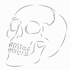 Canvas Print - One continuous single drawing line art flat doodle bone, skull, skeleton, dead, jaw, cranium. Isolated image hand draw contour on a white background
