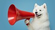 © Patrick - White dog with red megaphone, pet or animal with announcement, blue background or talking. Happy, domestic or funny with communication, attention or promotion for news