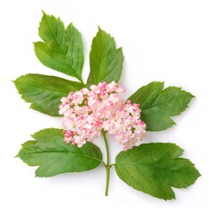 Studio shot of a Korean spice viburnum branch with pale pink blossoms and green leaves, isolated on a white background