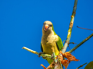 Poster - Curious green parakeet on its perch in a park in Malaga, Andalusia, Spain